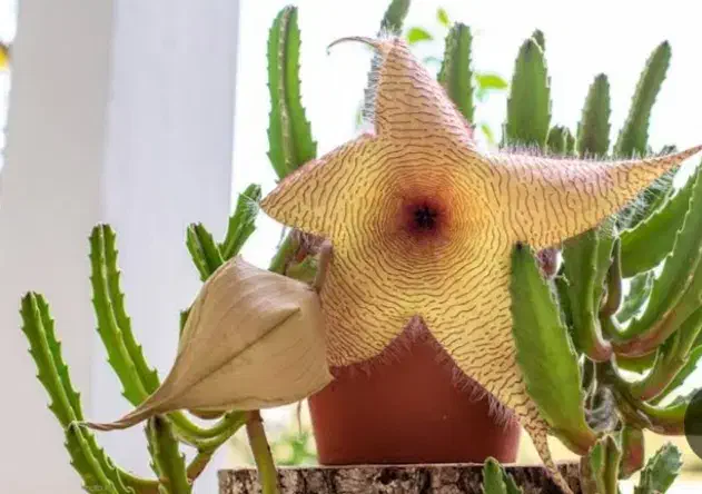 انواع گل و گیاه|گل و گیاه طبیعی|گنبد کاووس, |دیوار