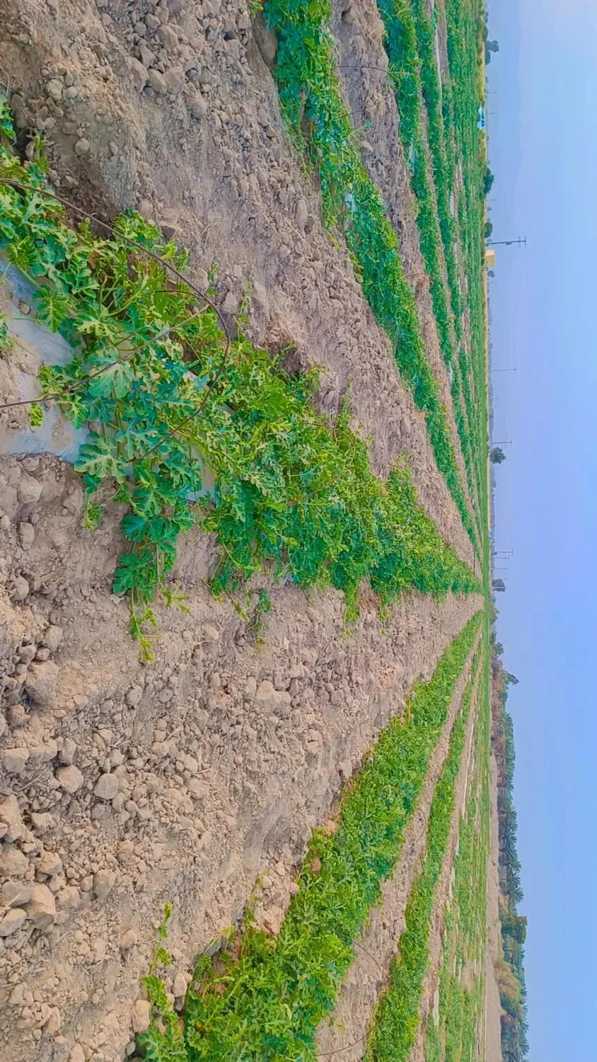 فروش ۲هکتار زمین کشاورزی موتور برقی|فروش زمین و ملک کلنگی|حور, |دیوار