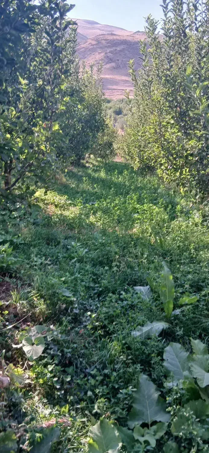 فروشی یک باغ سیب به متراژ ۲۰۰۰ متر|فروش زمین و ملک کلنگی|سیلوانه, |دیوار