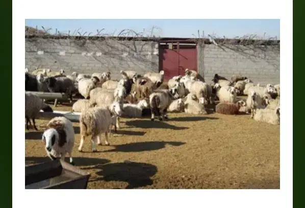 اجاره دامداری درروستای حشمتیه|اجارهٔ دفتر صنعتی، کشاورزی، تجاری|آباده, |دیوار