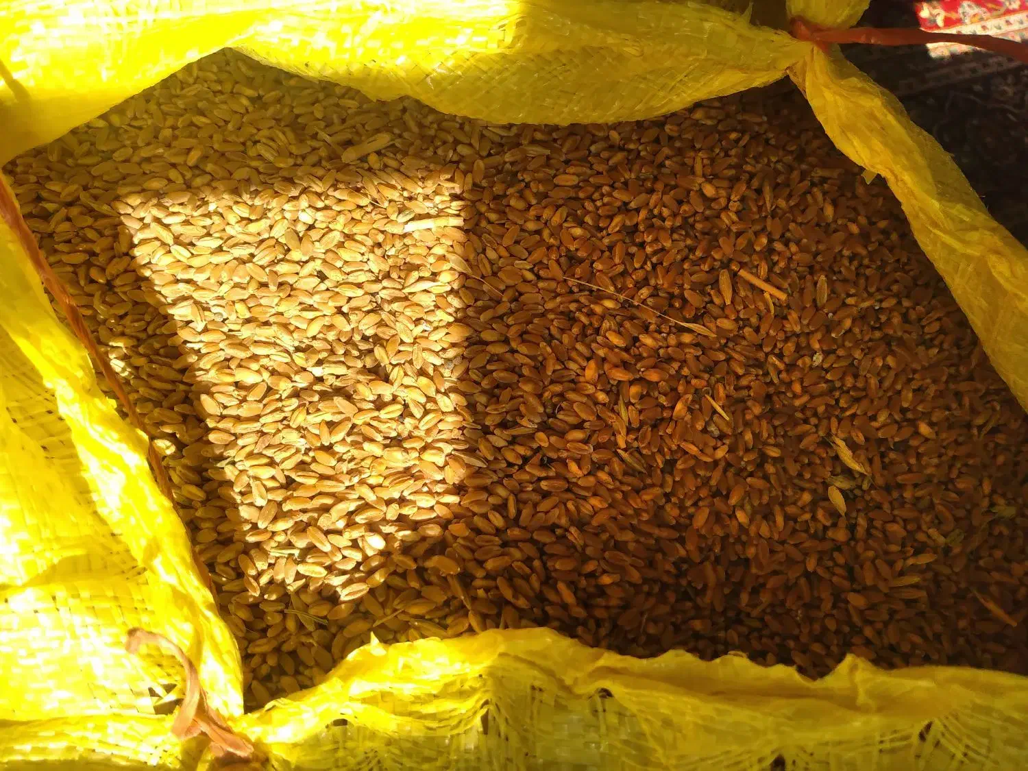 گندم..|خوردنی و آشامیدنی|کوهنانی, |دیوار