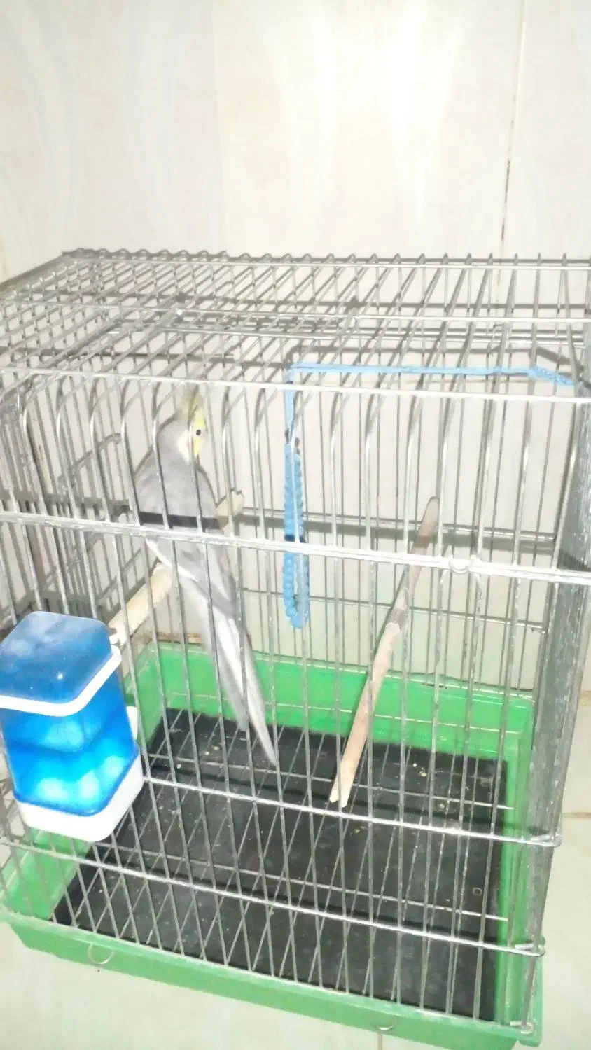 عروس هلندی نر|پرنده|محمدشهر, ولدآباد|دیوار