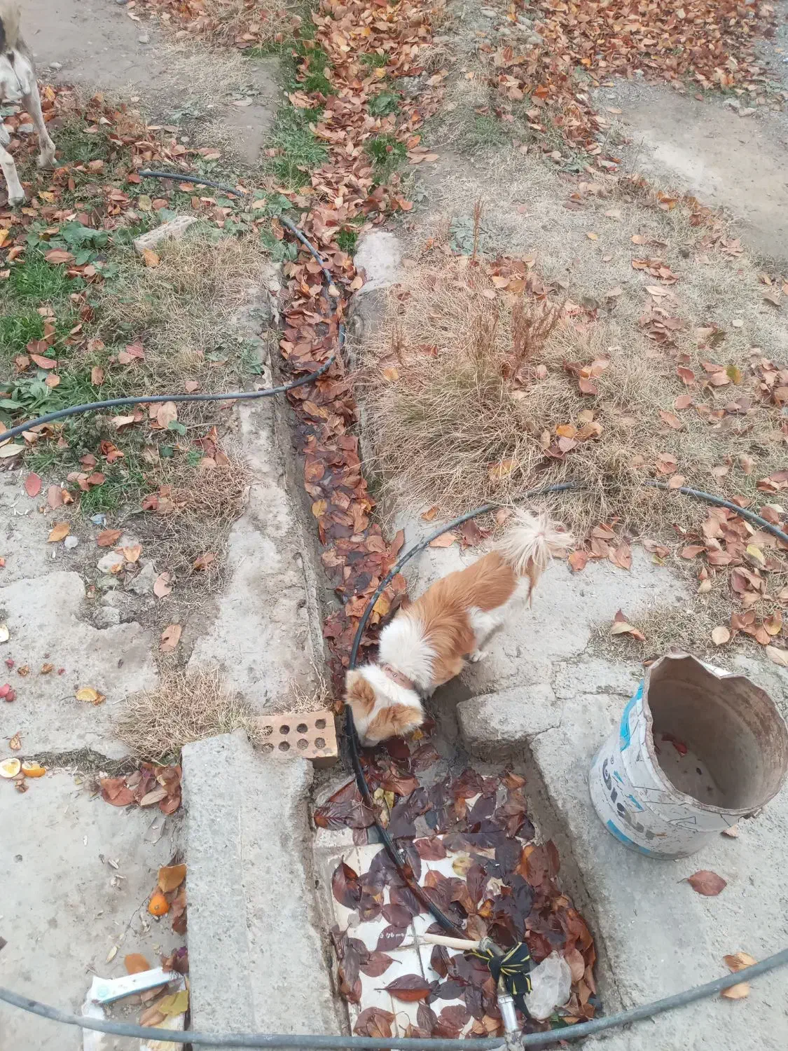 پامر نر بازیگوش|سگ|چناران, |دیوار