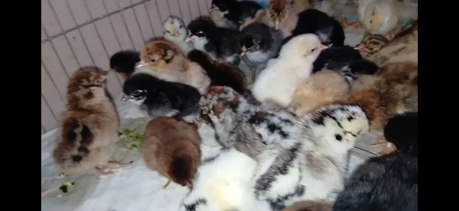 جوجه اصیل عربی هندیجان|حیوانات مزرعه|هندیجان, |دیوار