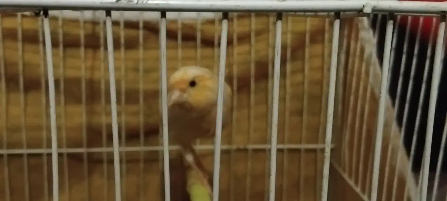 ماده اماده|پرنده|مشهد, تربیت (صدف)|دیوار