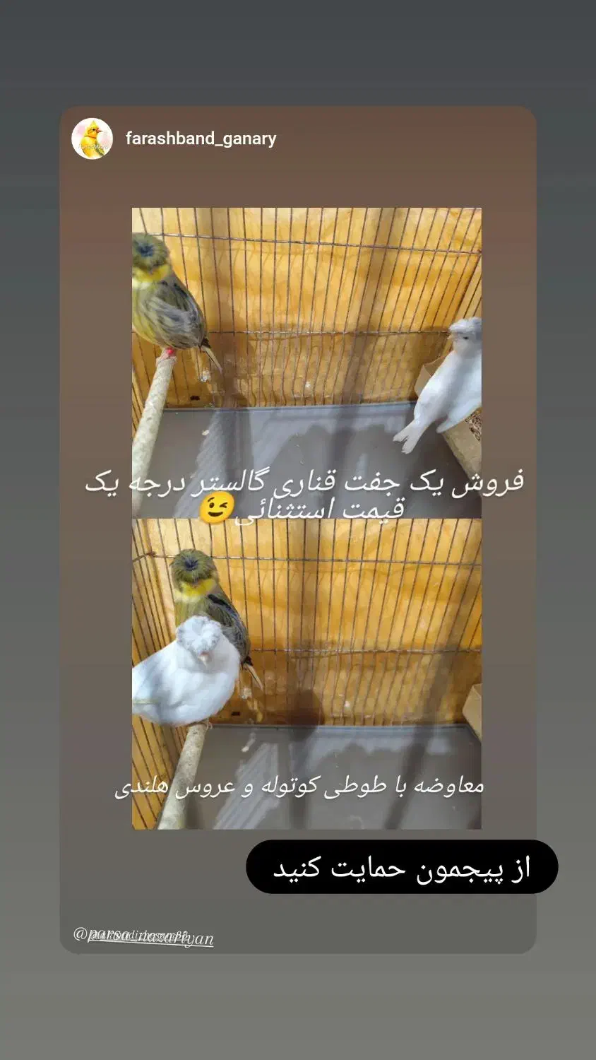 فروش جفت گالستر درجه یک|پرنده|شیراز, احمدآباد|دیوار