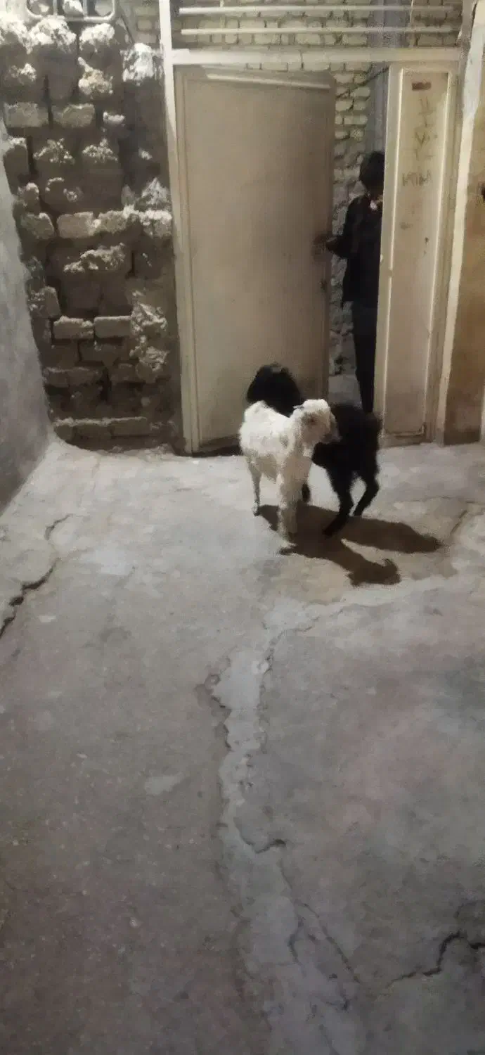 100000|حیوانات|گراش, |دیوار