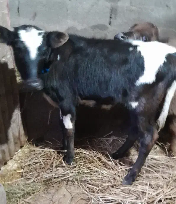 گاو گیل دورگ با گوساله ماده فقیر|حیوانات مزرعه|رشت, حومه رشت|دیوار