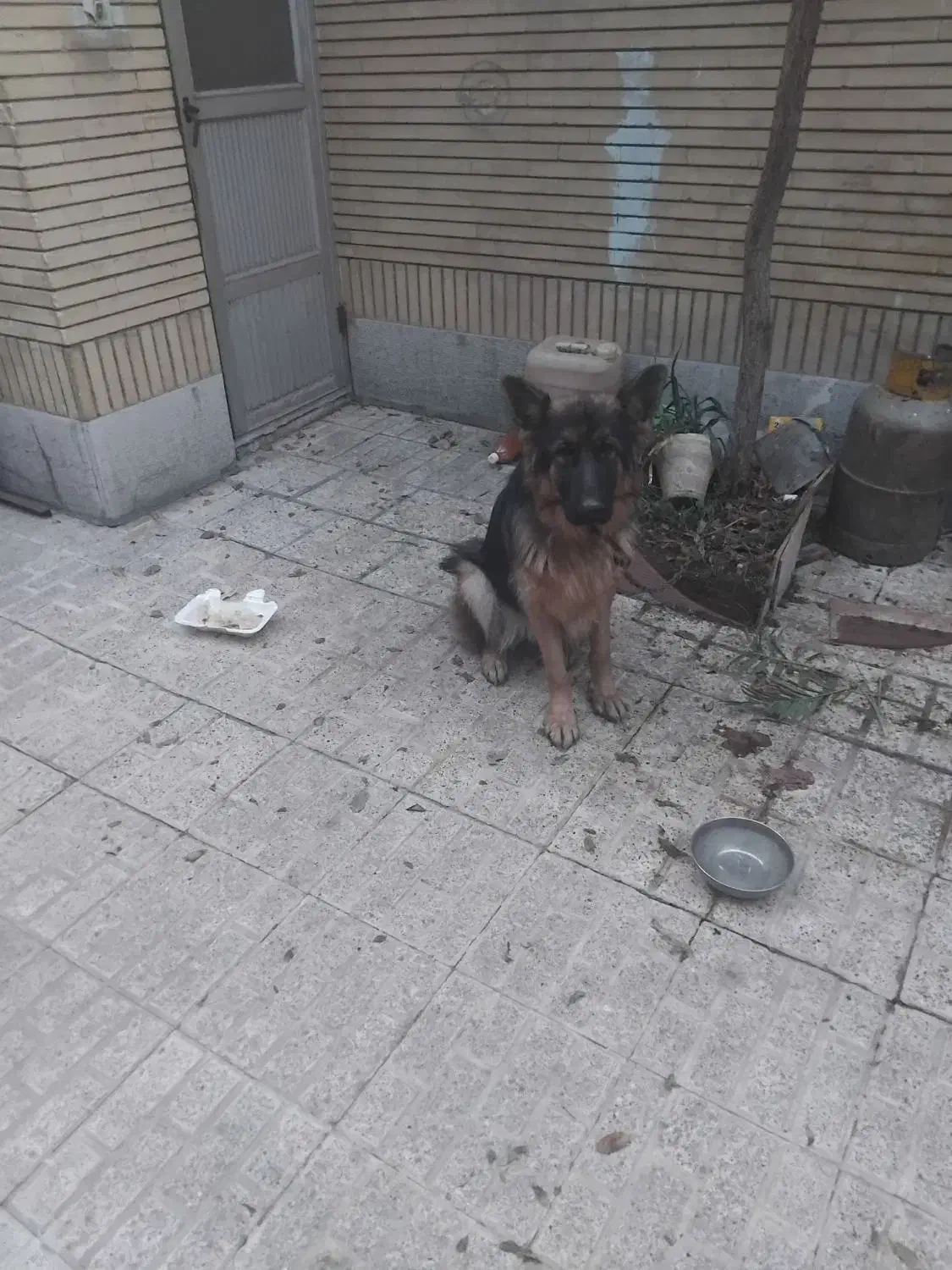 توله|سگ|ورامین, ورامین|دیوار