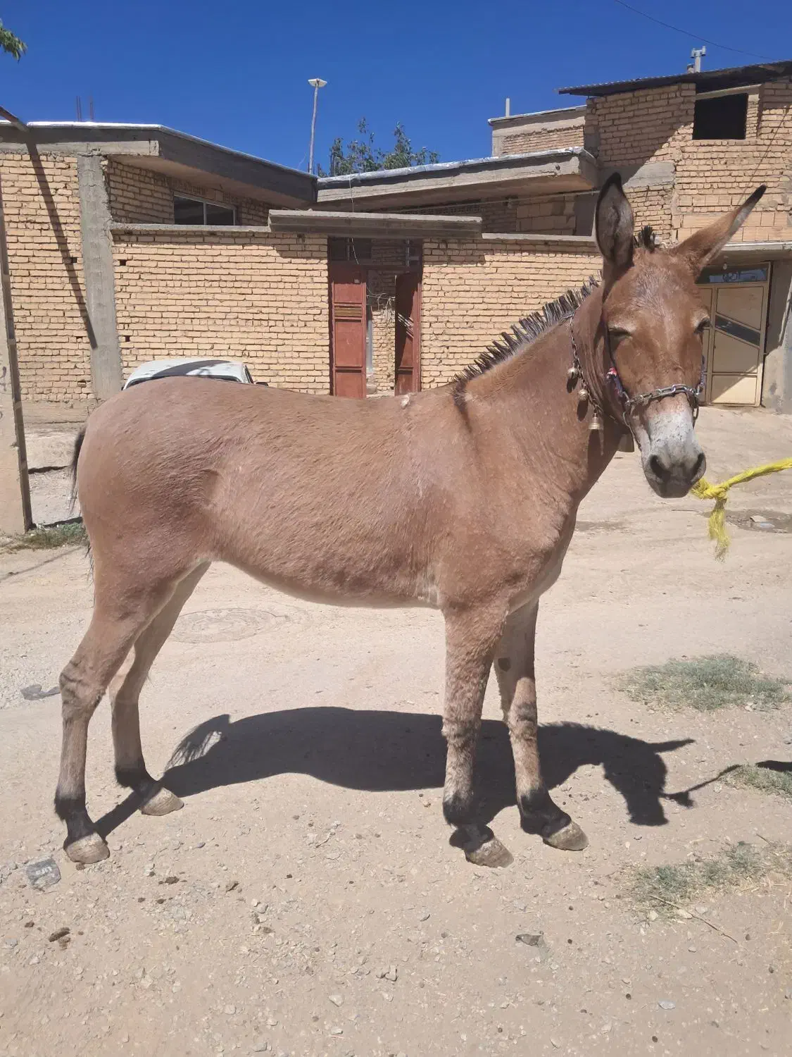 قاطر قودو|حیوانات مزرعه|لاران, |دیوار