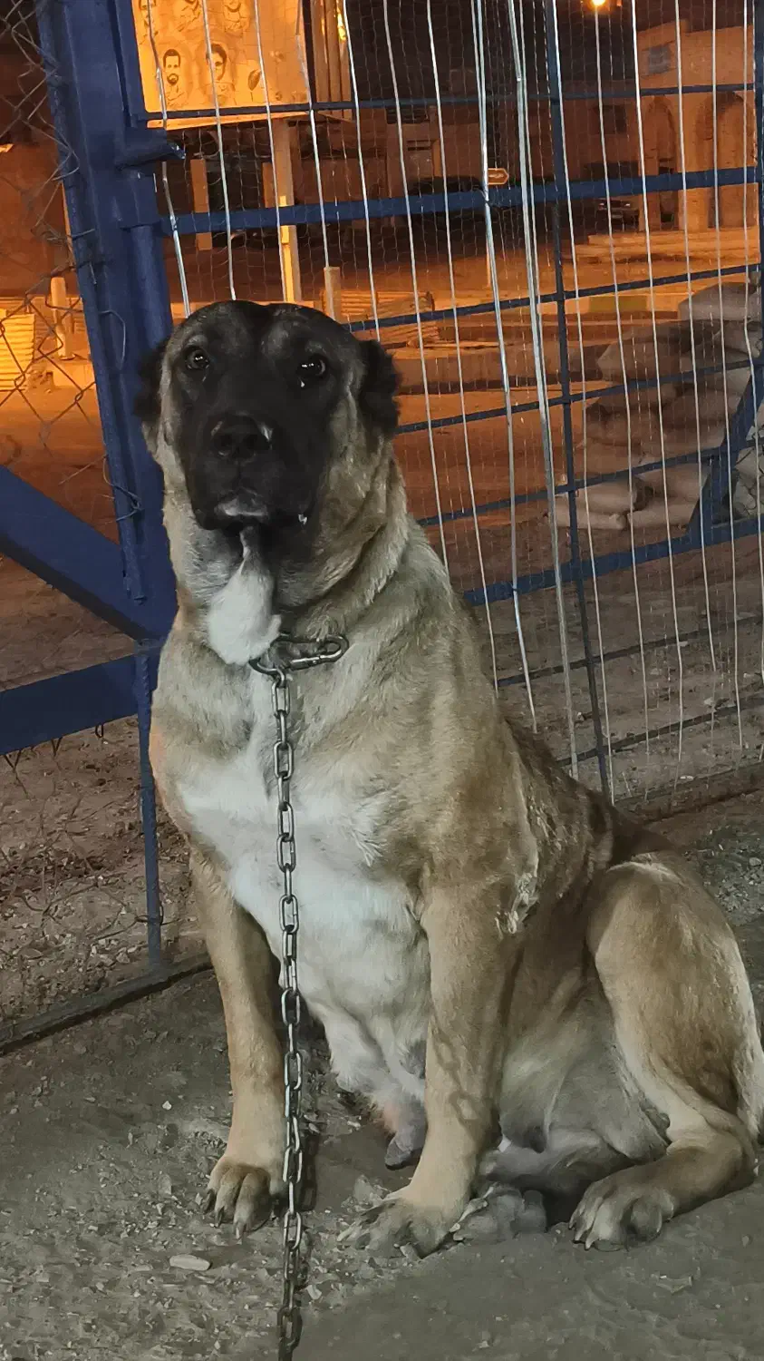 ماده سگ افغان اصیل قیمت 7میلیون تومان|سگ|بیرجند, |دیوار