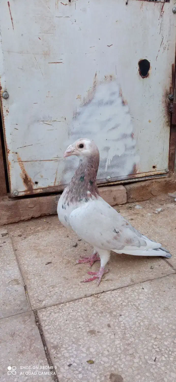 ماده کله هما|پرنده|باشتین, |دیوار