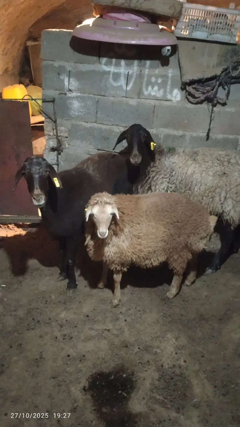 میش اصلی|حیوانات مزرعه|سلامی, |دیوار