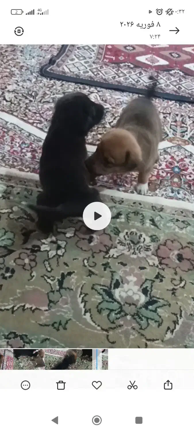 سگگ|سگ|جیرفت, |دیوار