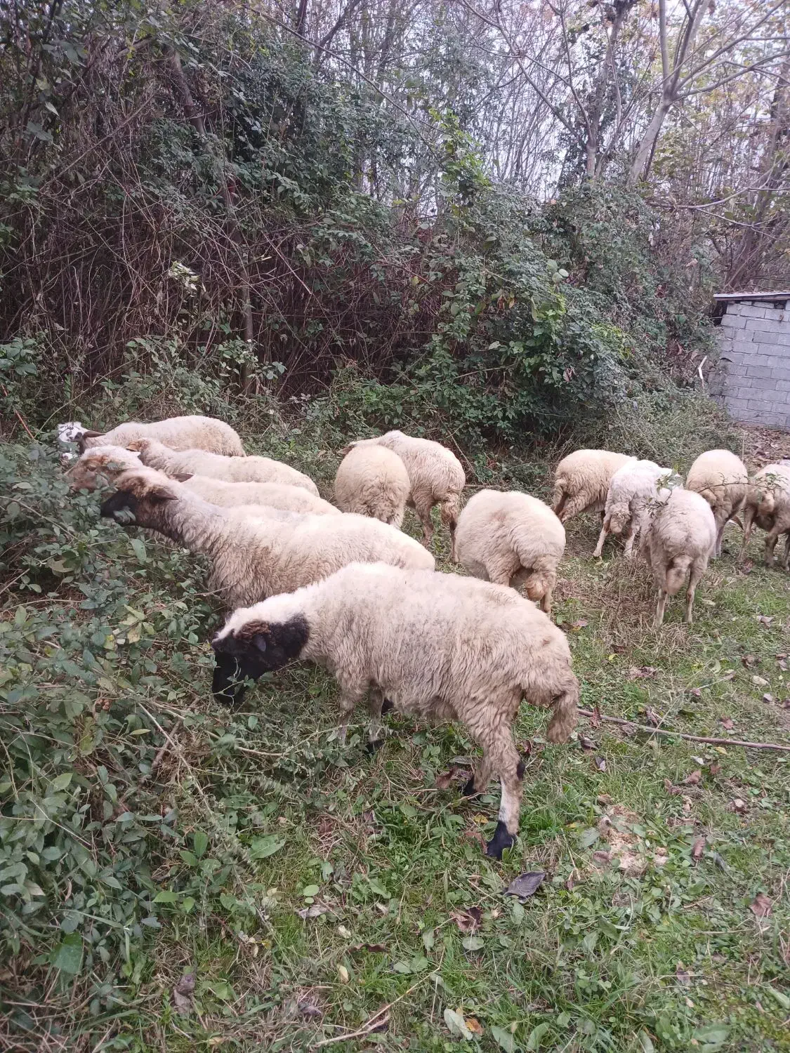 گوسفندحامله وزنده موجودهست|حیوانات مزرعه|ماسال, |دیوار