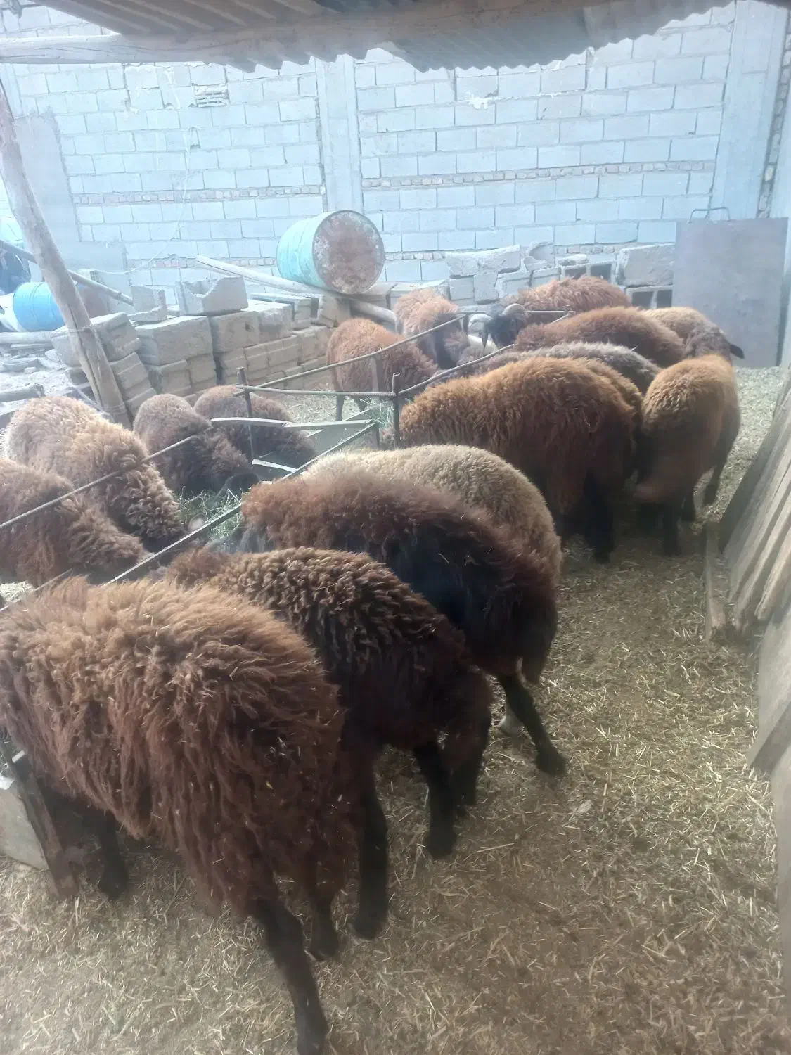 خرید وفروش گاو وگوساله گوسفند نرو و..‌.|حیوانات مزرعه|تبریز, |دیوار