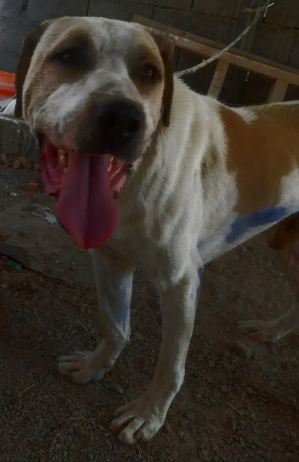 سگ عراقی ۳ساله گم شده|حیوانات|شبستر, |دیوار