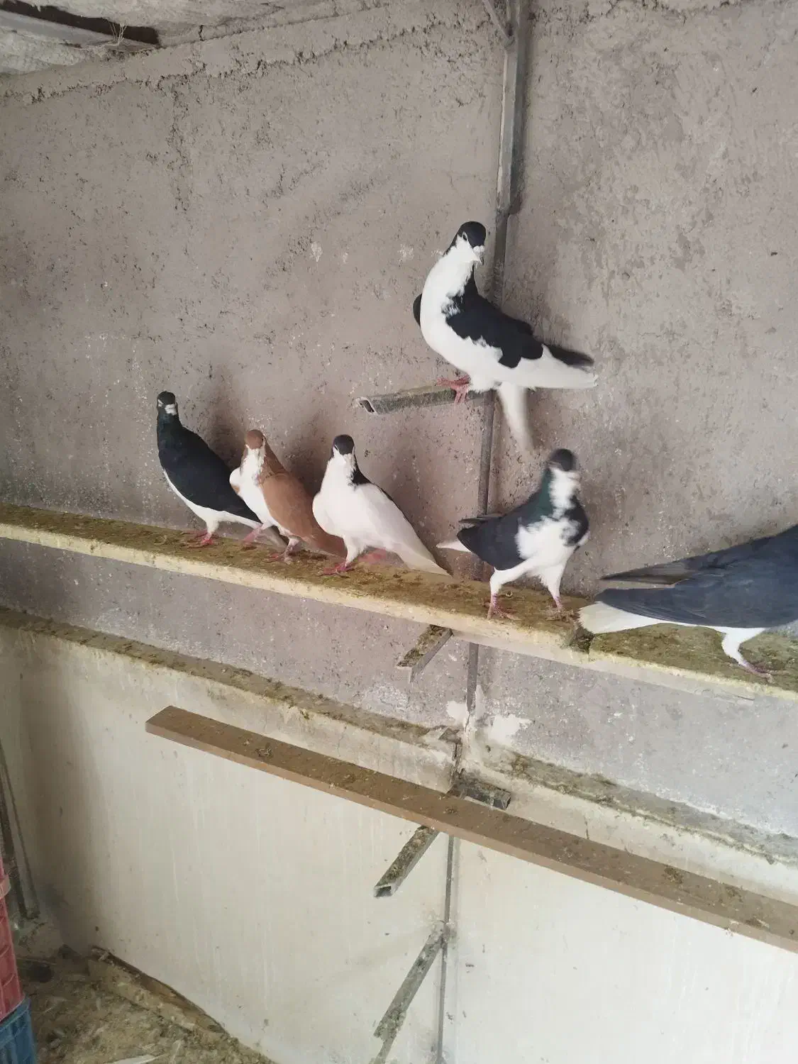 کبوتر خوش رنگ|پرنده|قزوین, |دیوار