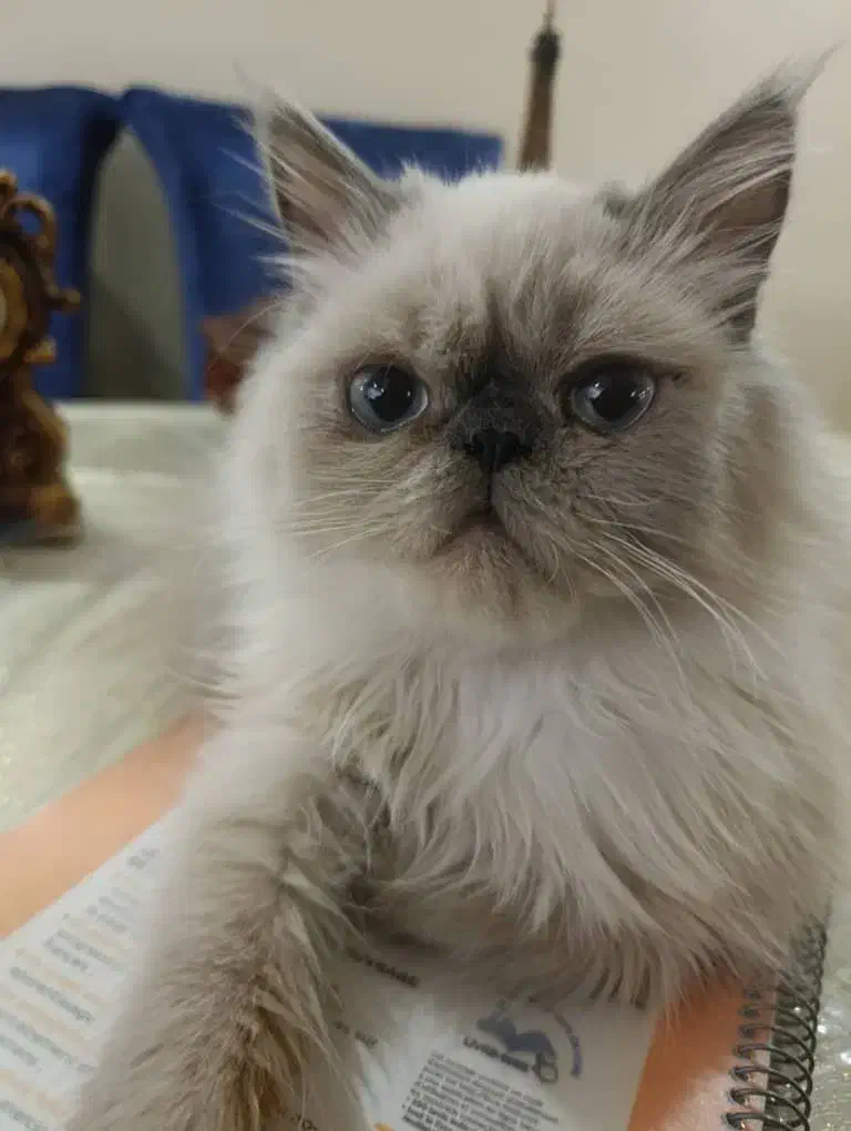 فروش گربه پرشین هیمالین|گربه|تبریز, |دیوار