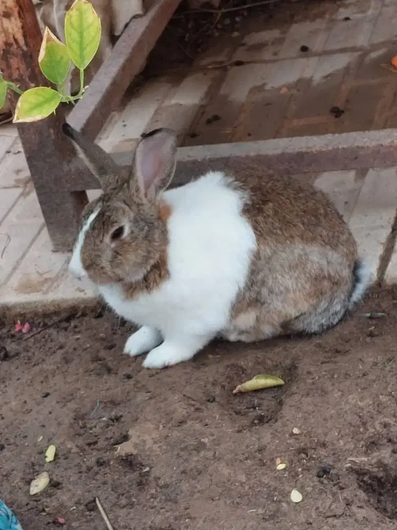 فروش تعدادی خرگوش نروماده|موش و خرگوش|برازجان, |دیوار