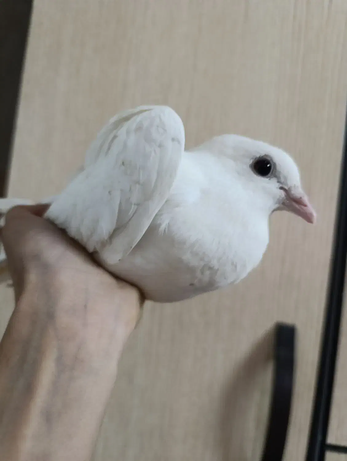 کبوتر|پرنده|خلیل آباد, |دیوار