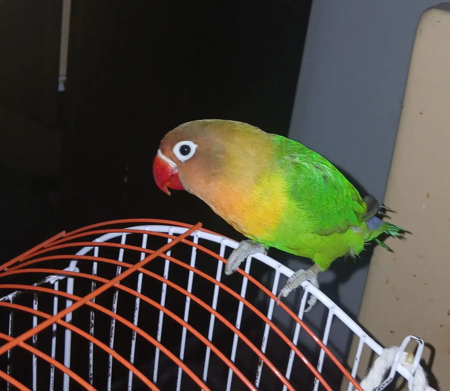 برزیلی فیشر ۵ماهه|پرنده|تهران, دانشگاه شریف|دیوار