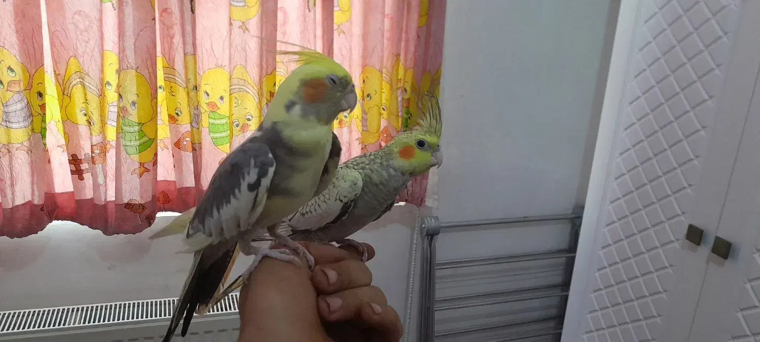 عروس هلندی نروماده|پرنده|زنجان, |دیوار