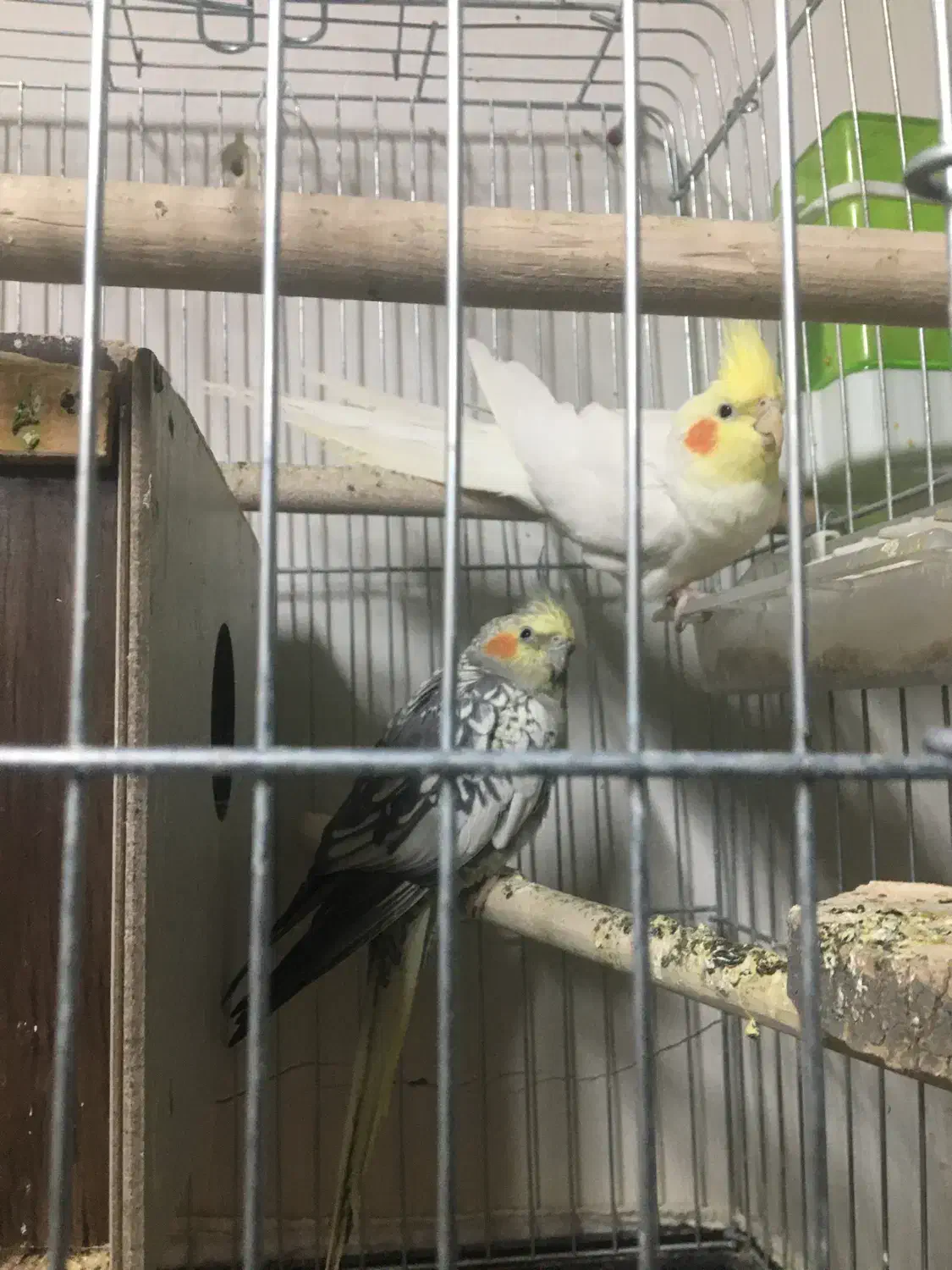 عروس هلندی مولد|پرنده|بوکان, |دیوار