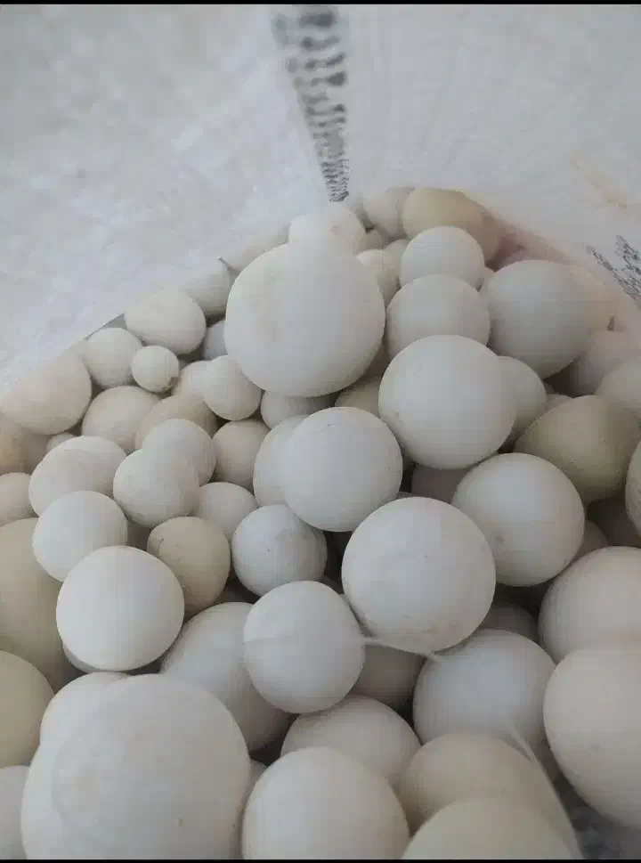 (/سنگآکواریوم زیبا/)|ماهی|قزوین, |دیوار