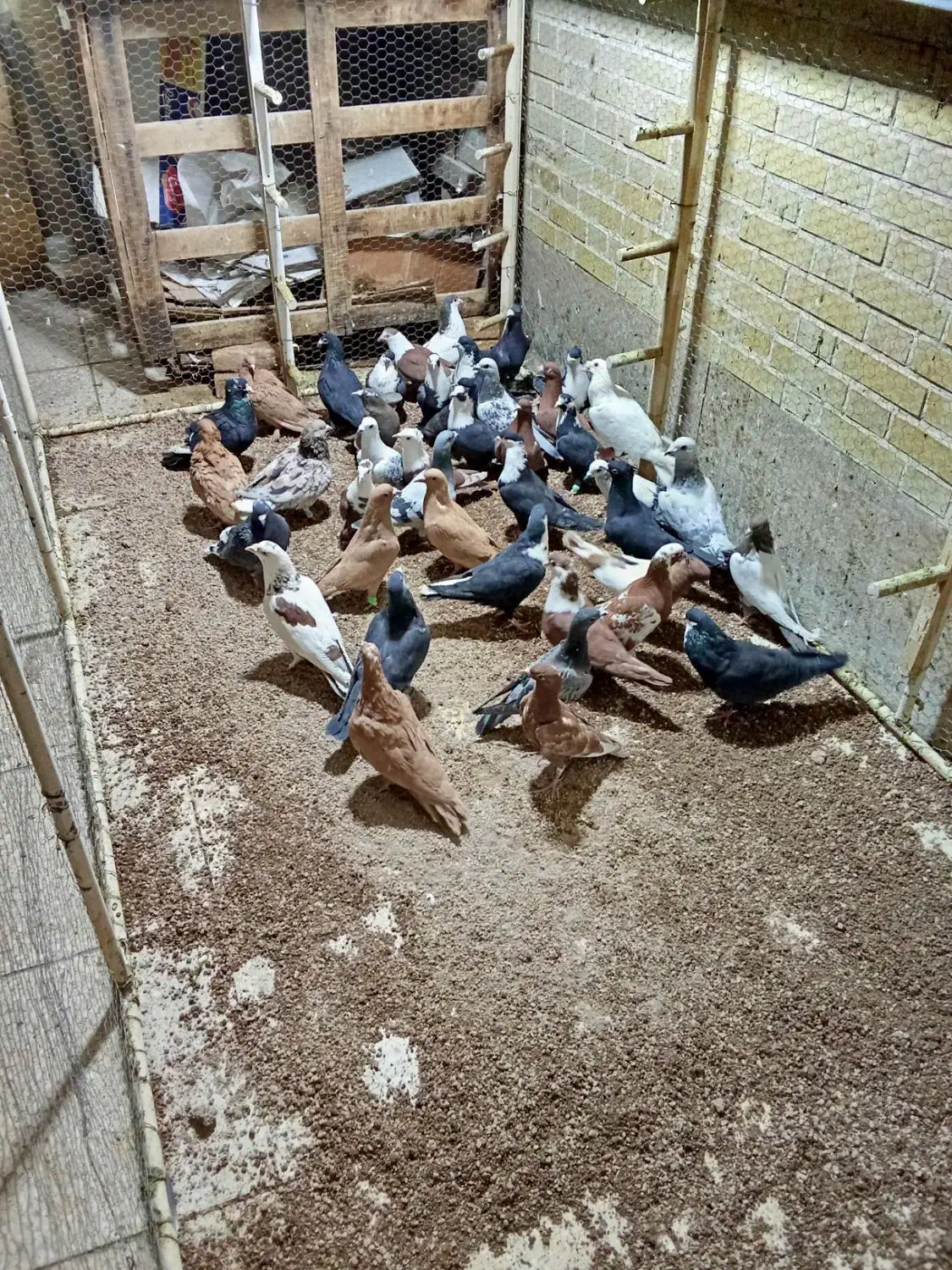 بارجدیدرسید|پرنده|اردکان, |دیوار