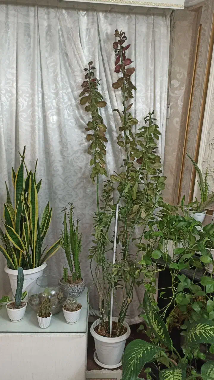 گل فردوس دومتری و کاکتوس|گل و گیاه طبیعی|مشهد, بهاران|دیوار