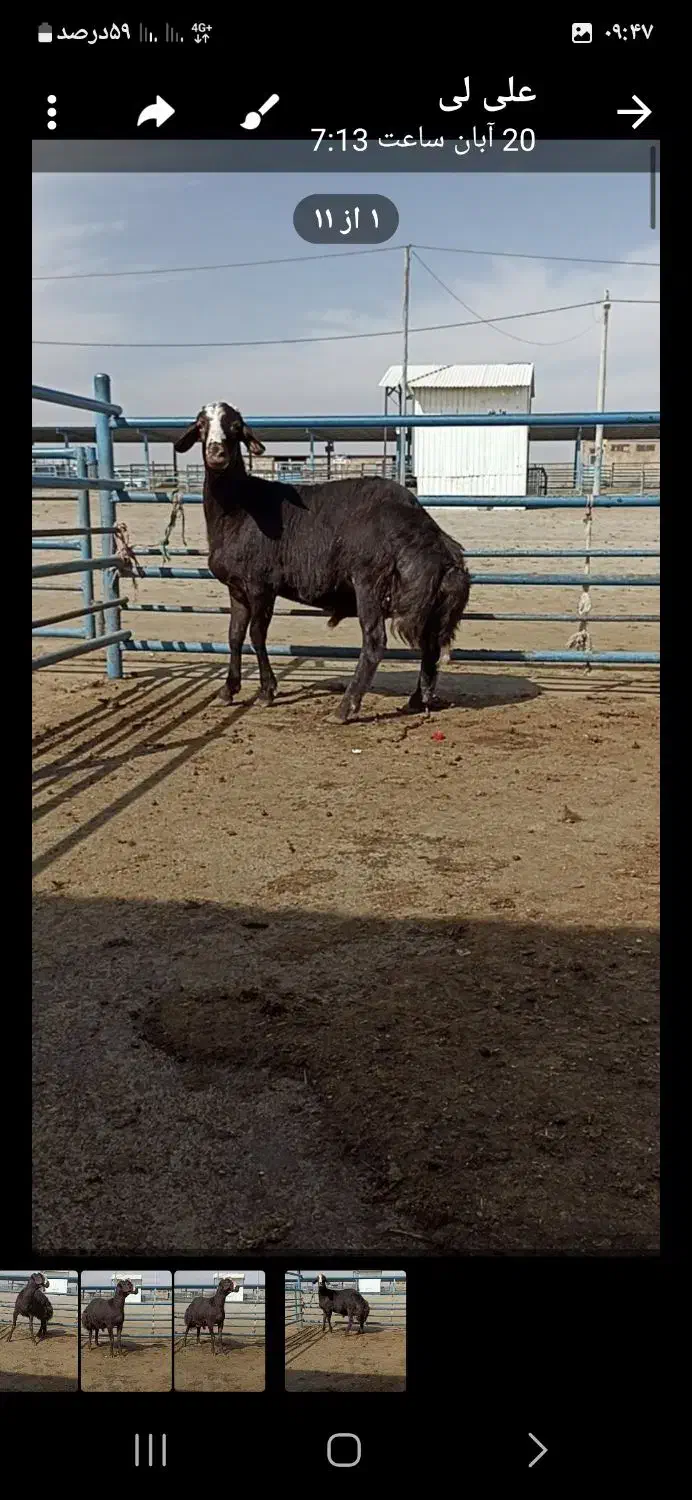 بره افشاری بذری|حیوانات مزرعه|طاغنکوه, |دیوار
