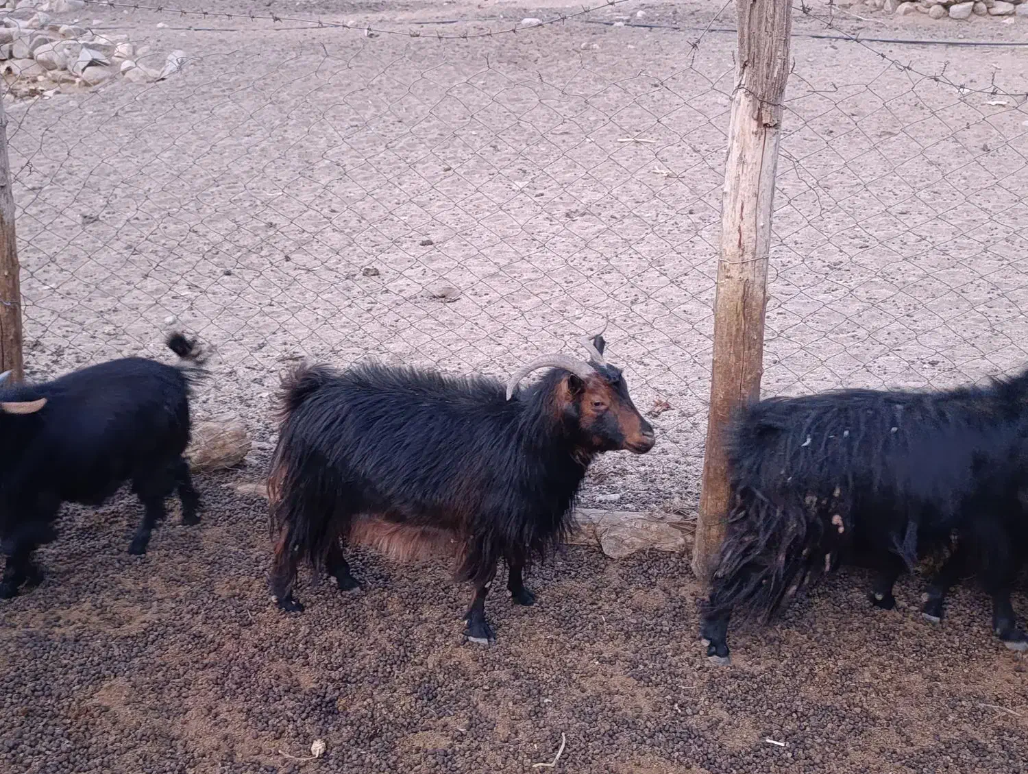 ۱۰عدد بز.روزگاری همه جوان|حیوانات مزرعه|نیاسر, |دیوار