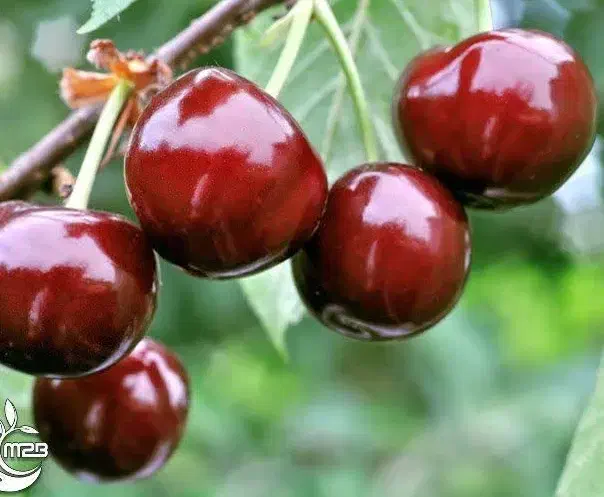 پیش فروش نهال آلبالو بوترمو|خدمات باغبانی و درختکاری|دوگنبدان, |دیوار