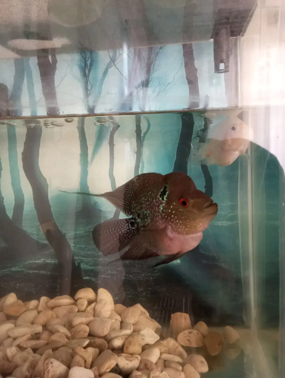 ماهی فلاور نر و ماده|ماهی|قزوین, |دیوار