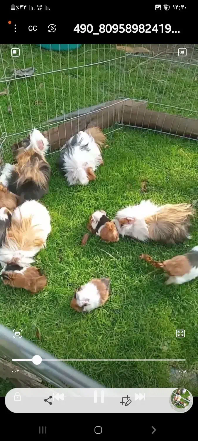 خوکچه سرحال و خوشگل|موش و خرگوش|قائمشهر, |دیوار