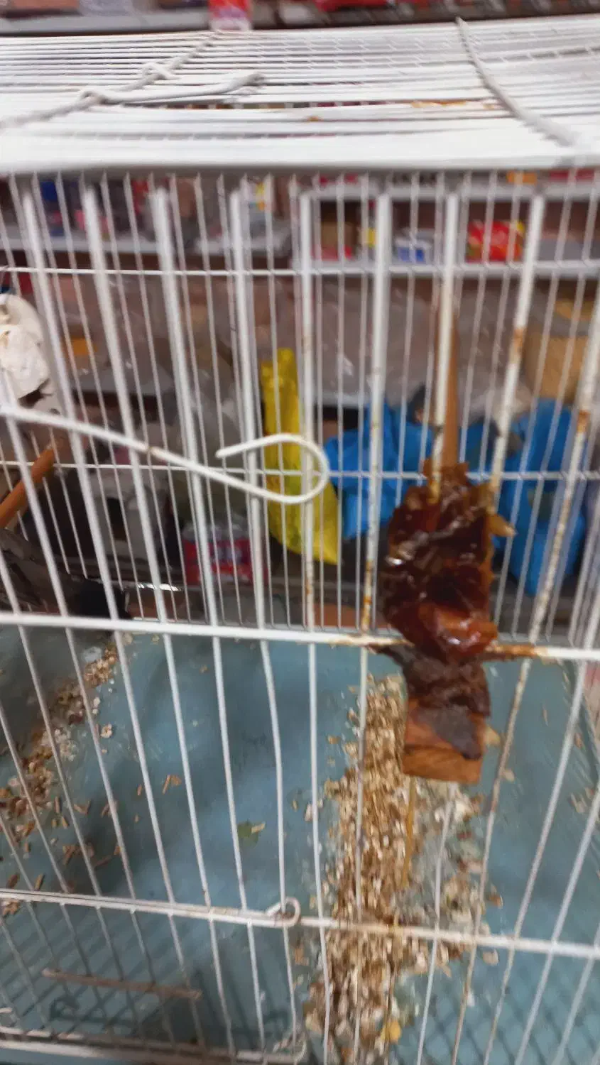 قناری|پرنده|کارون, |دیوار