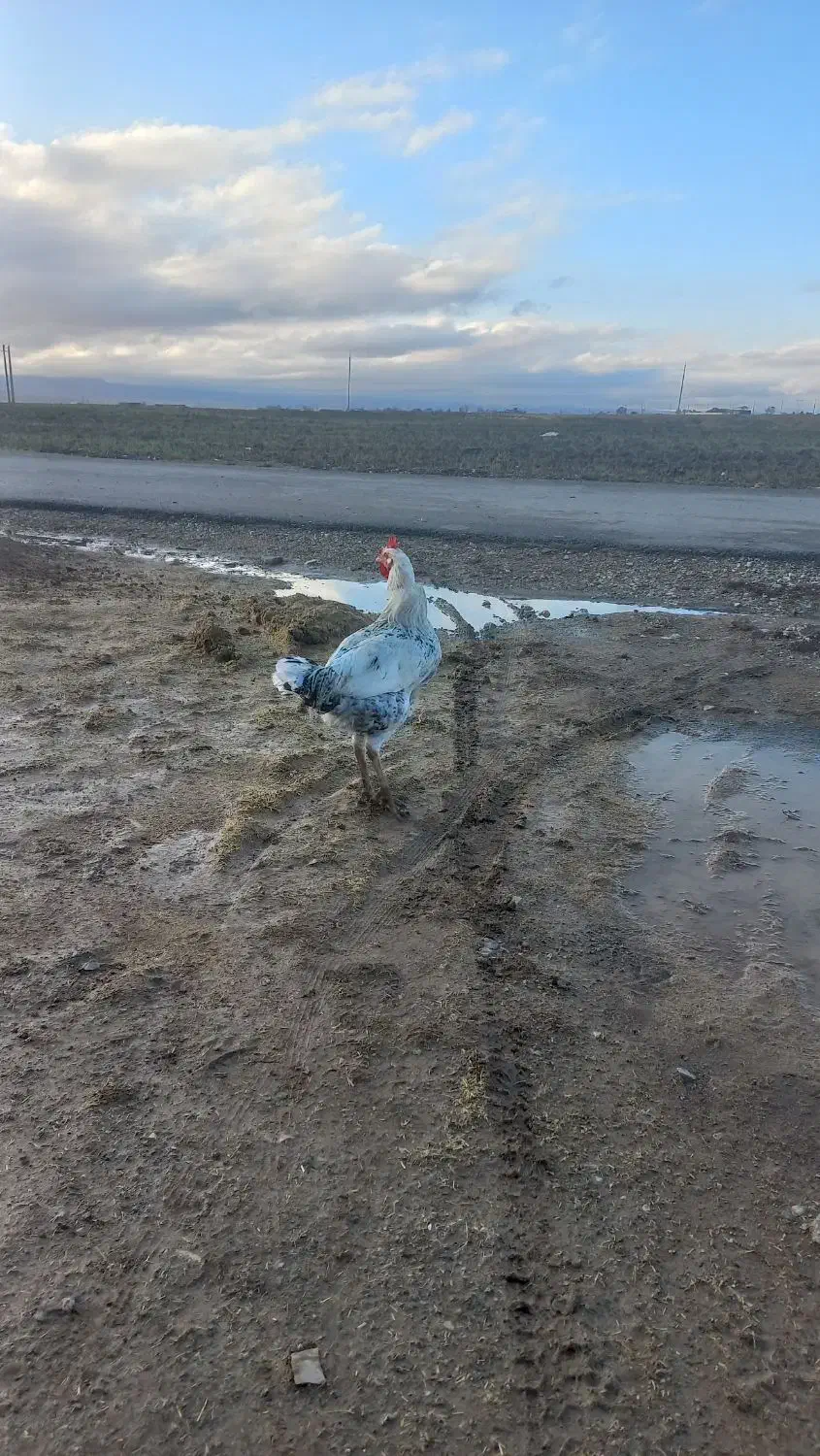 دوعدد خروس کردی|حیوانات مزرعه|ماهیدشت, |دیوار