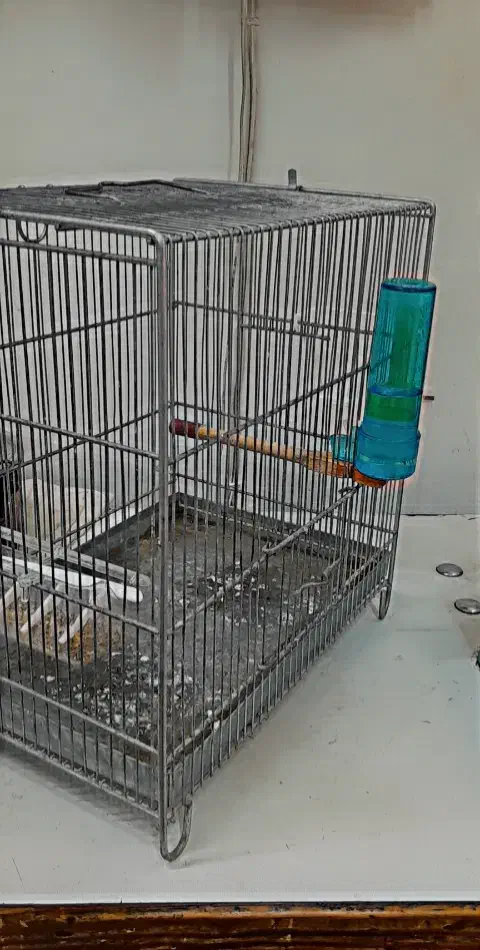 سهره چهار گل قفس|پرنده|مشهد, سراب|دیوار