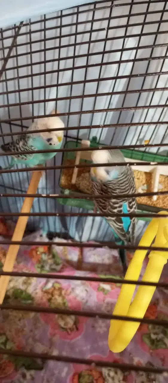 مرغ عشق با جوجه|پرنده|پاکدشت, پاکدشت (مامازند)|دیوار