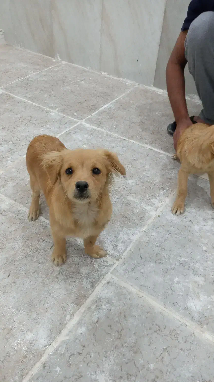 دو توله سگ|سگ|کارون, |دیوار