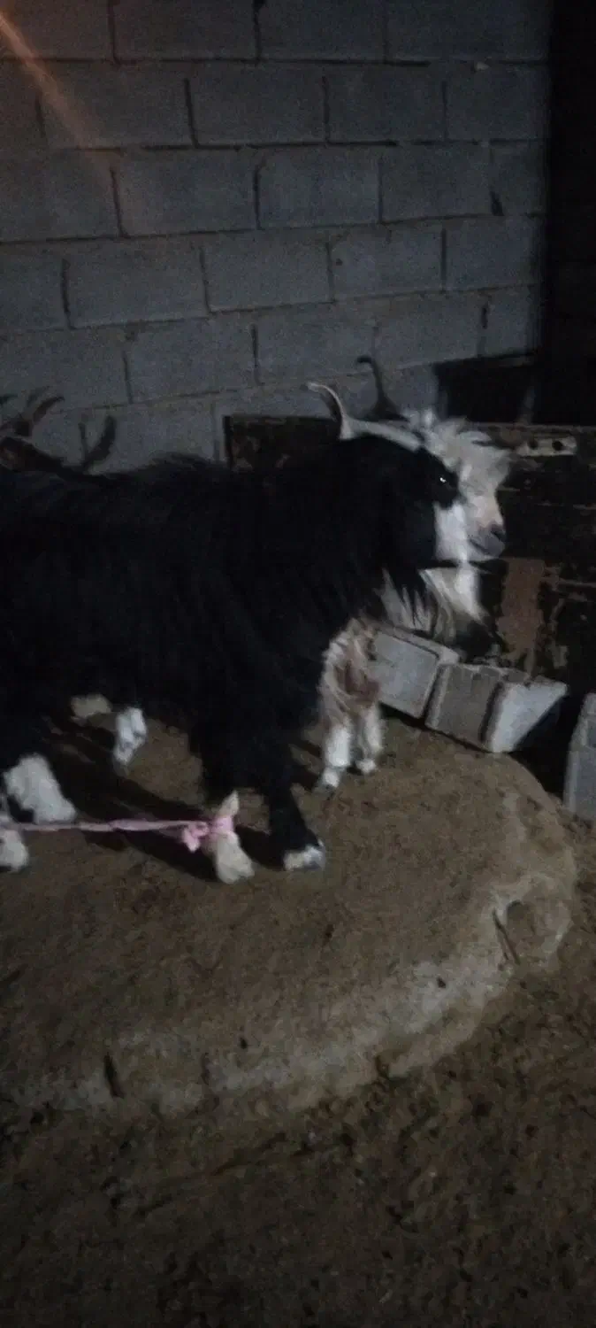 سابرین یک خط|حیوانات مزرعه|دهلران, |دیوار