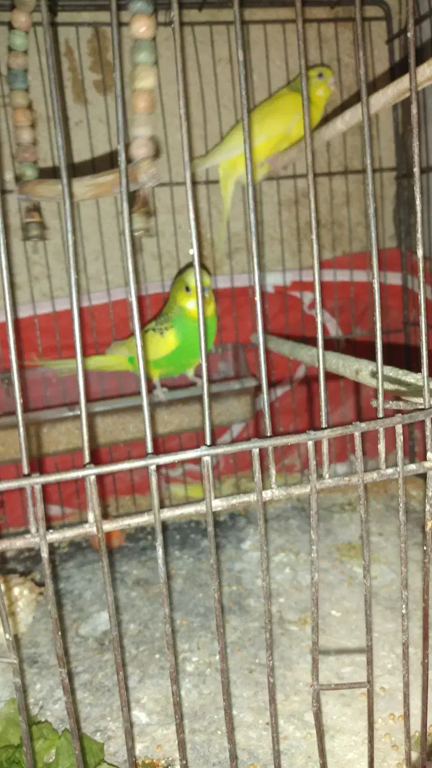 مرغ عشق|پرنده|الوند, |دیوار