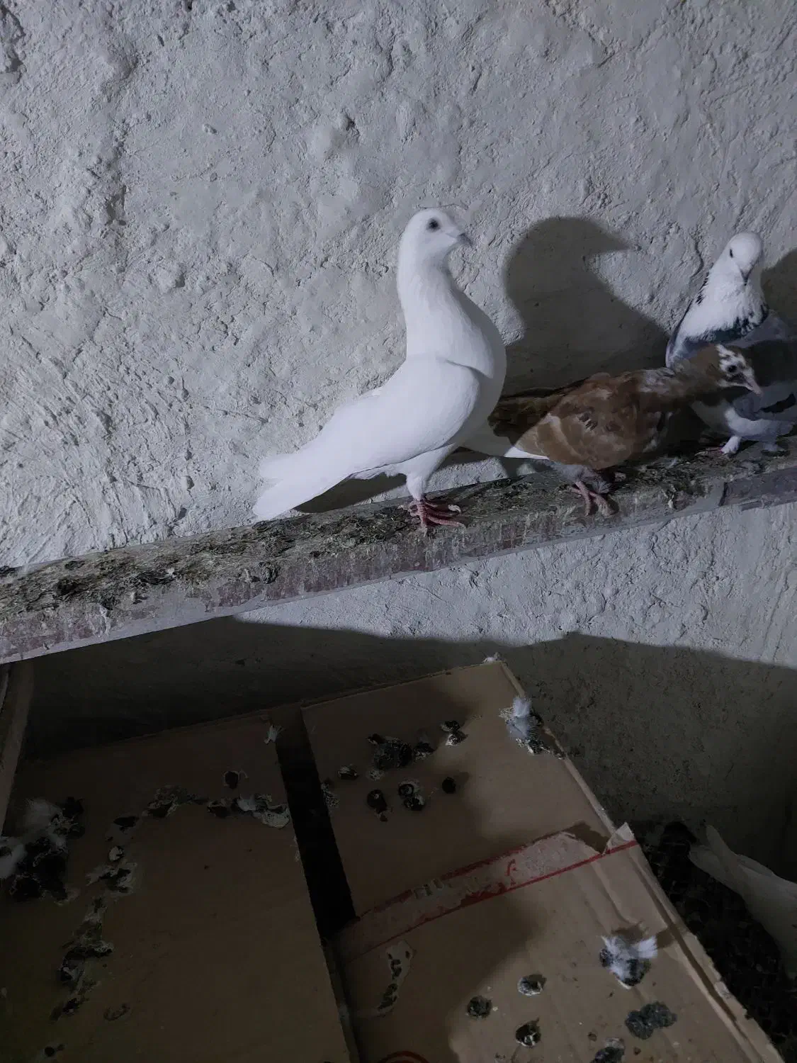 نروماده پرشی|پرنده|نیر (اردبیل), |دیوار