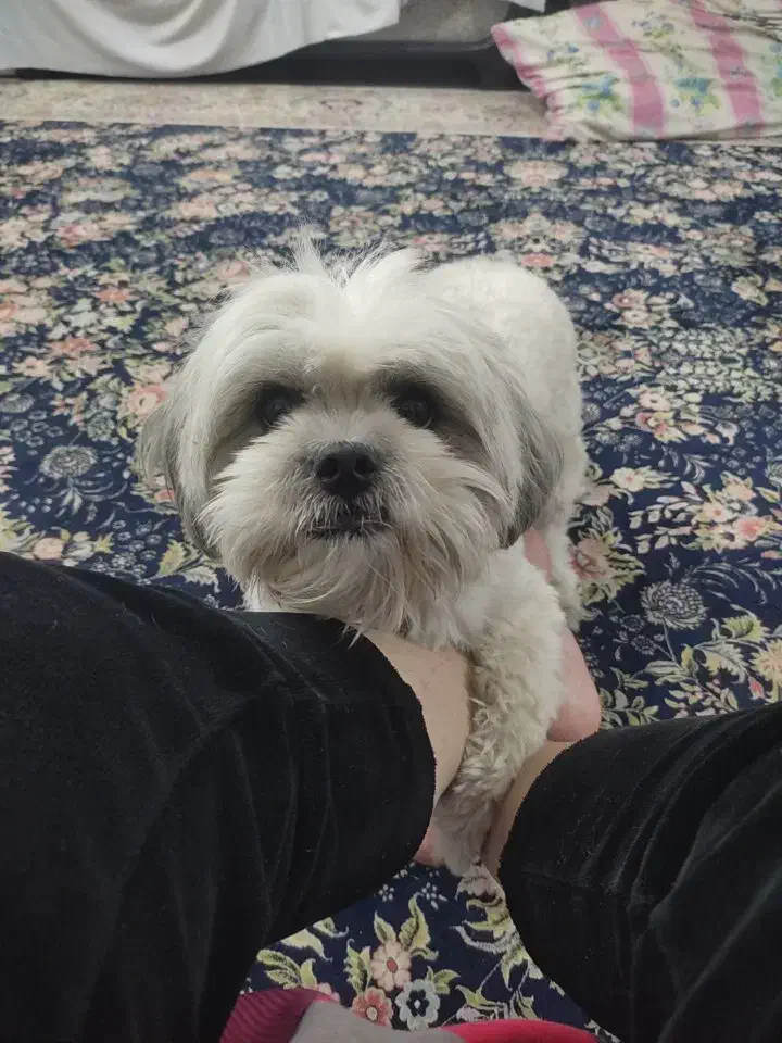 شیتزو تریر ی دختر و پسر دارم|سگ|گرگان, |دیوار