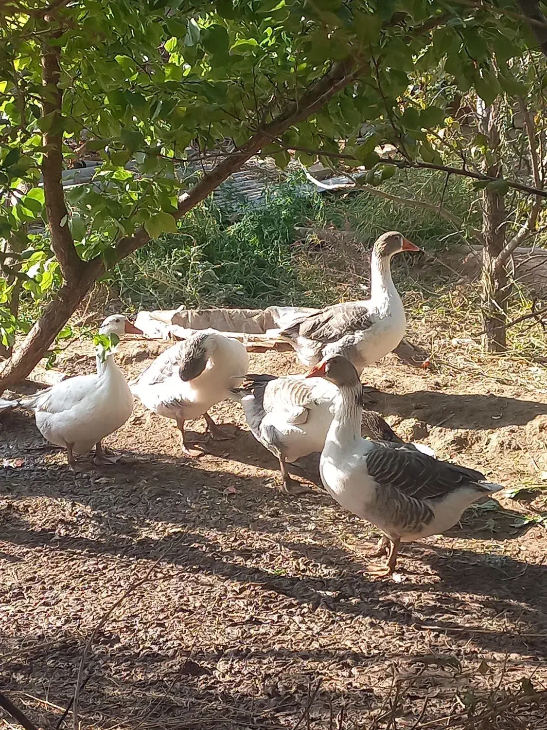 غاز|حیوانات مزرعه|شاهرود, |دیوار