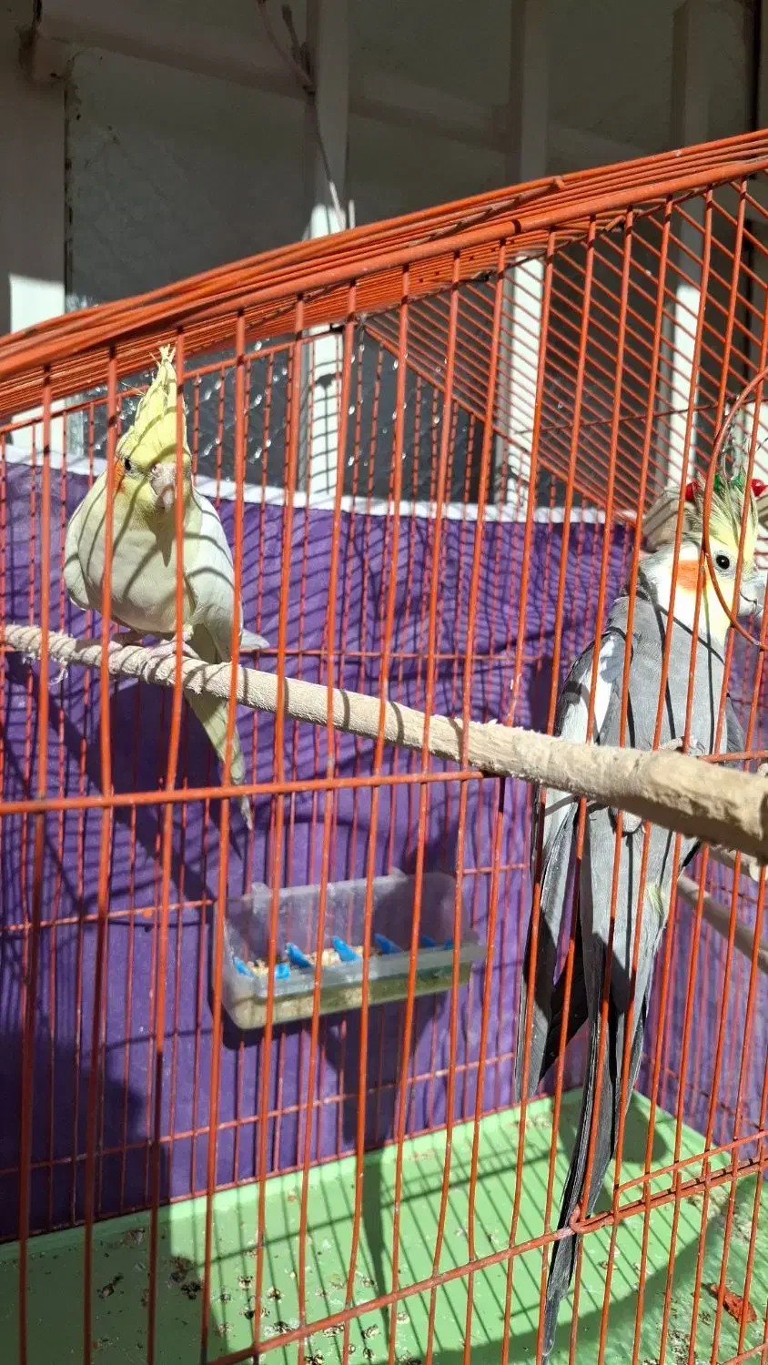 یک جفت عروس بالغ|پرنده|سبزوار, فرهنگیان|دیوار