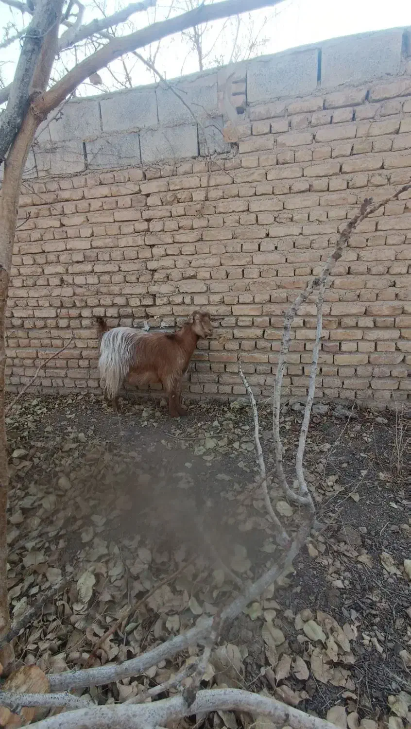 بزماده|حیوانات مزرعه|شریف‌آباد, |دیوار