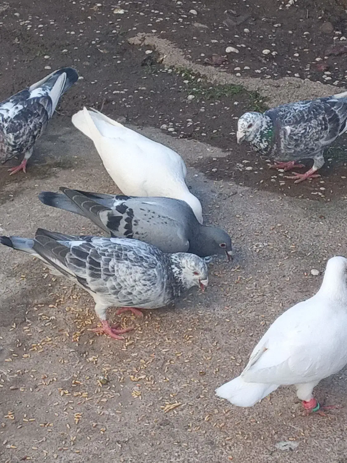 کبوترپلاکی|پرنده|لشت نشا, |دیوار