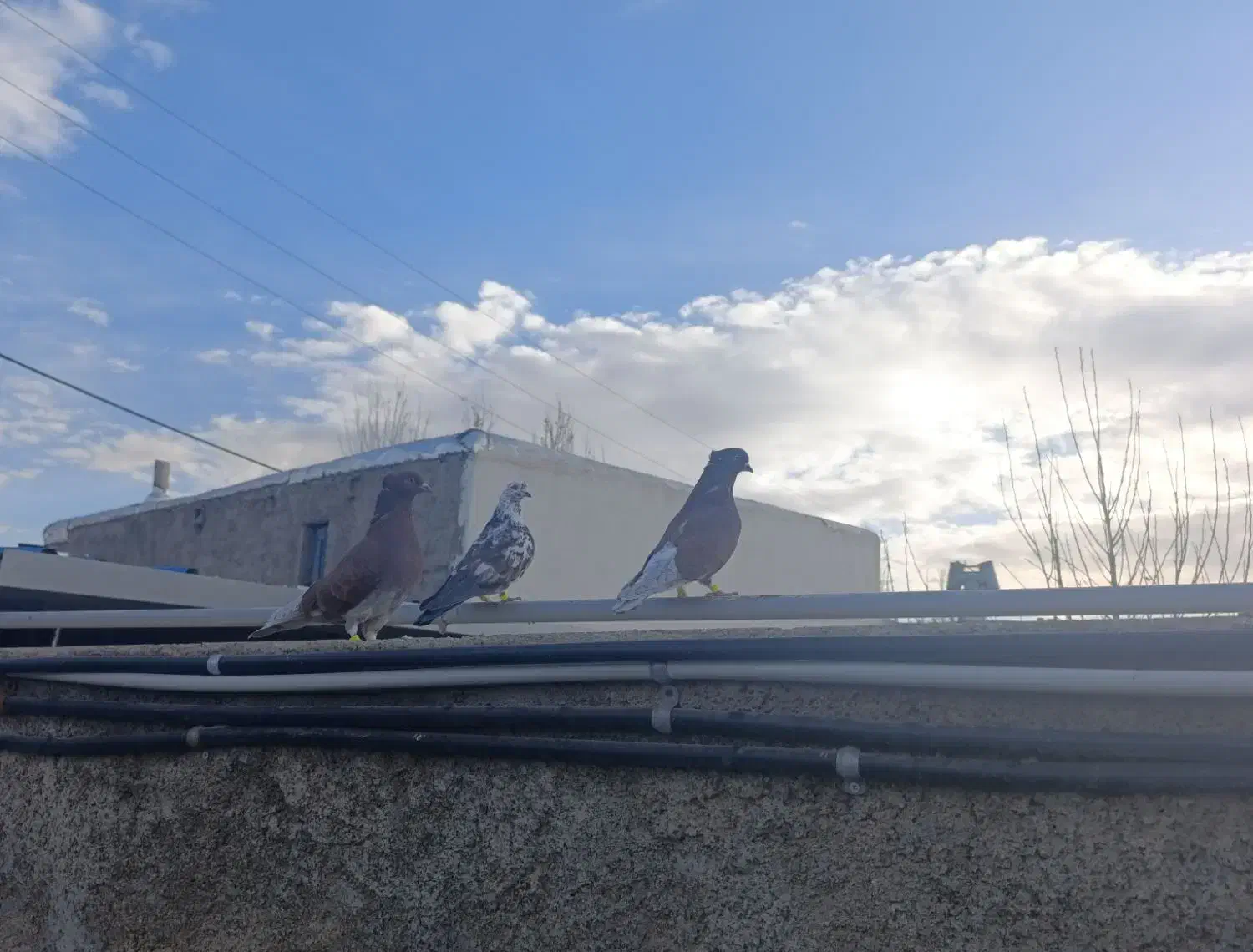 کفتر قرمز بز قویروخ و سوسکی|پرنده|سلطانیه, |دیوار